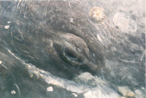 eye gray whale mexico