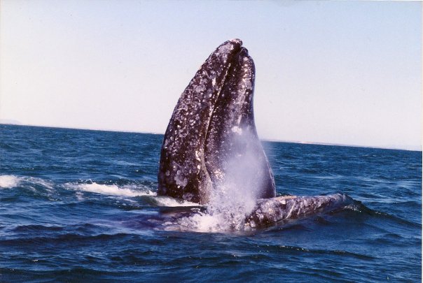 spy hopping gray whales