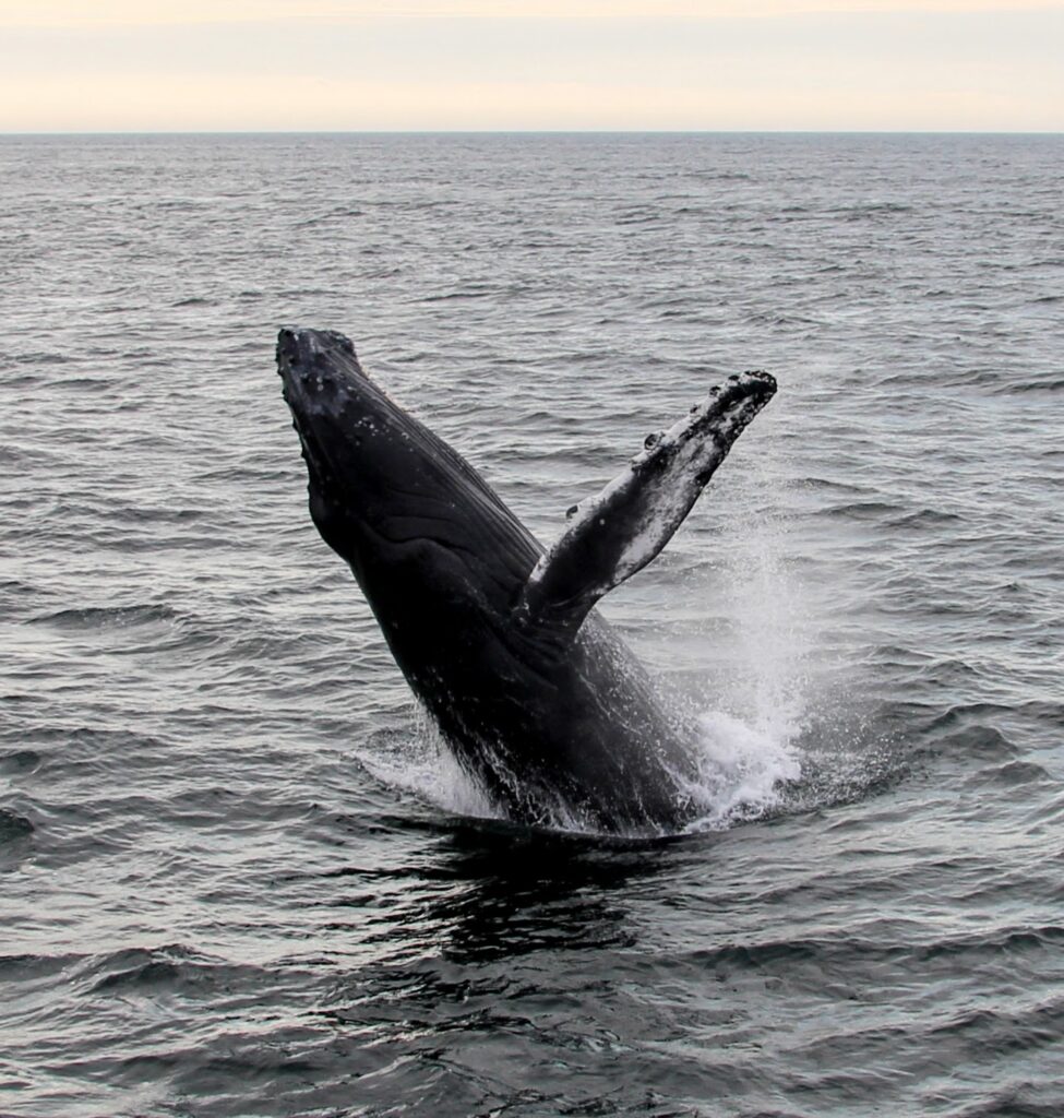 whale humpback breach