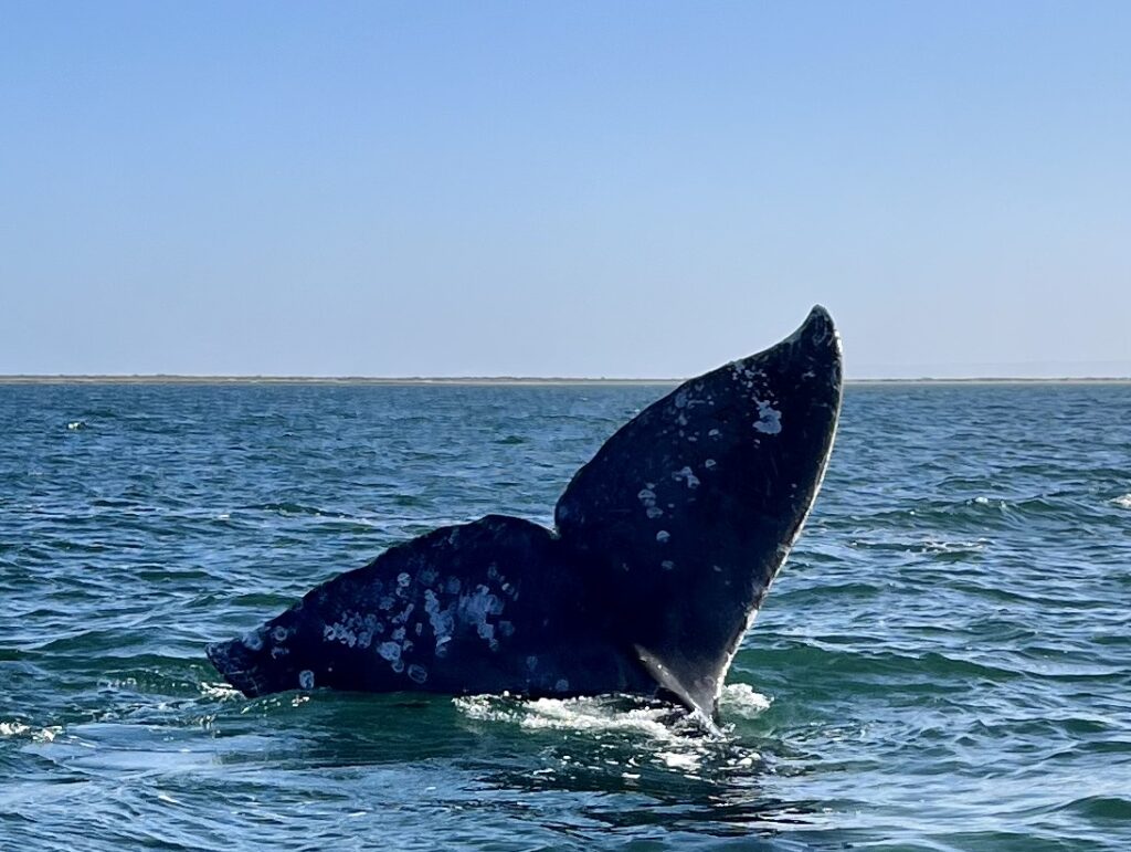 whale tail baja gray 